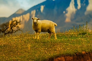 Moving to New Zealand