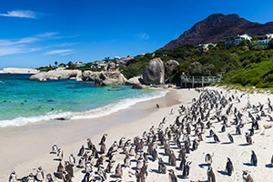 Moving to South Africa