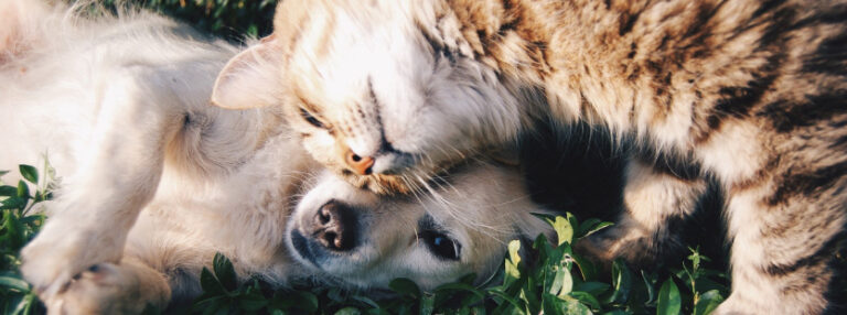 Moving your pet overseas