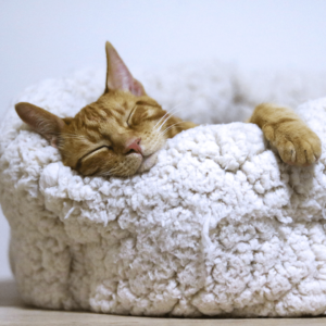 Moving your cat abroad