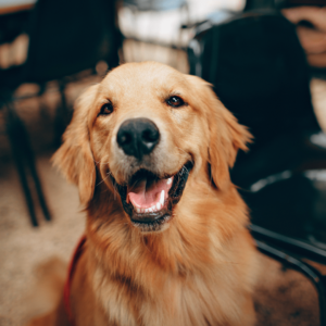 Moving your dog abroad