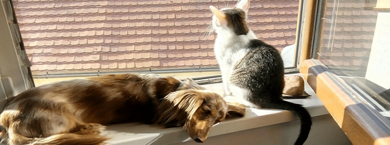 Taking care of your pet’s emotional needs when moving abroad