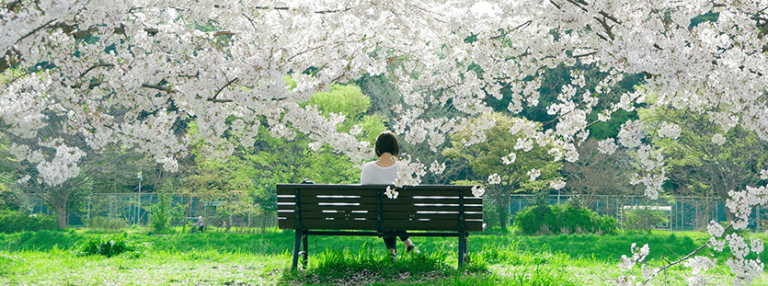 Spring Blossom Festival