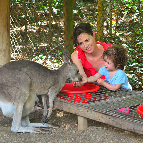 Mother and child (girl age 1-2) feed a grey Kangaroo in Queensland Australia