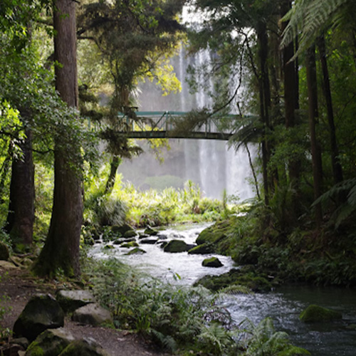 Bridge across a river at Whangarei Falls in New Zealand