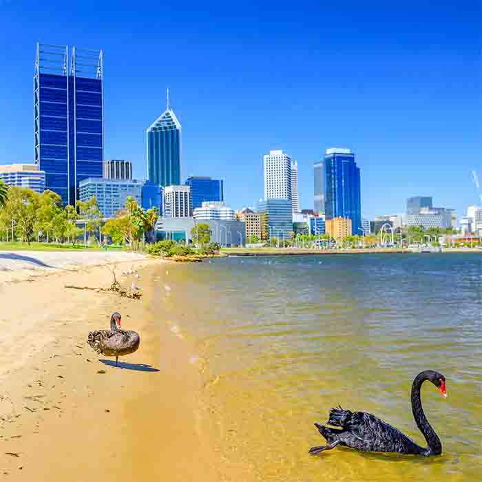 Black Swans Perth Bay